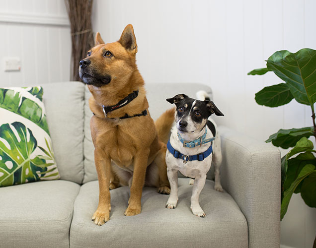 dogs sitting on the couch 